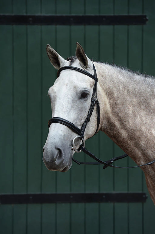 Collegiate Essential Padded Raised Bridle