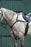 Collegiate Essential 5-Point Breastplate