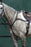 Collegiate Essential 5-Point Breastplate