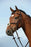 Collegiate Syntovia+ Padded Raised Figure 8 Bridle