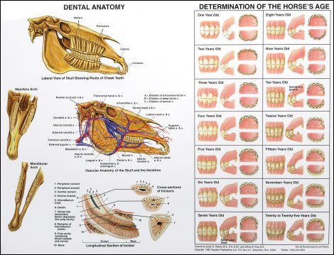 Dental Anatomy & Aging Chart