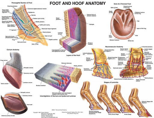Hoof & Foot Anatomy