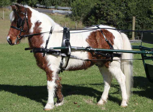 Springhare Harnesses Horse Harnesses - Shop Reliable Horse Driving Harnesses — Meader Supply ...